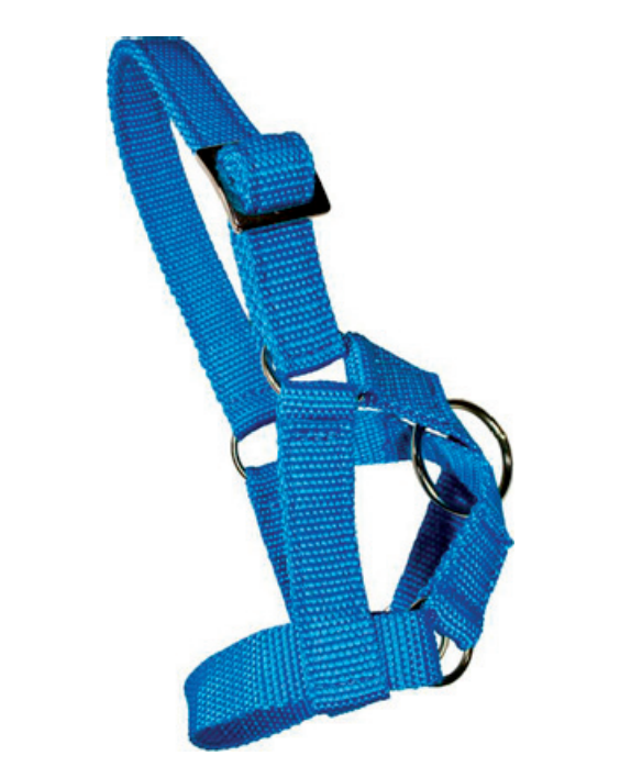 Licol nylon pour Lamas bleu réglable