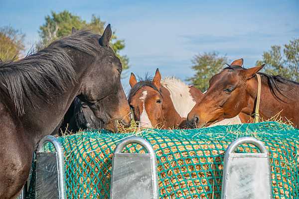 Filet à foin pour chevaux 2,80x2,80m complet avec corde élastique et crochet